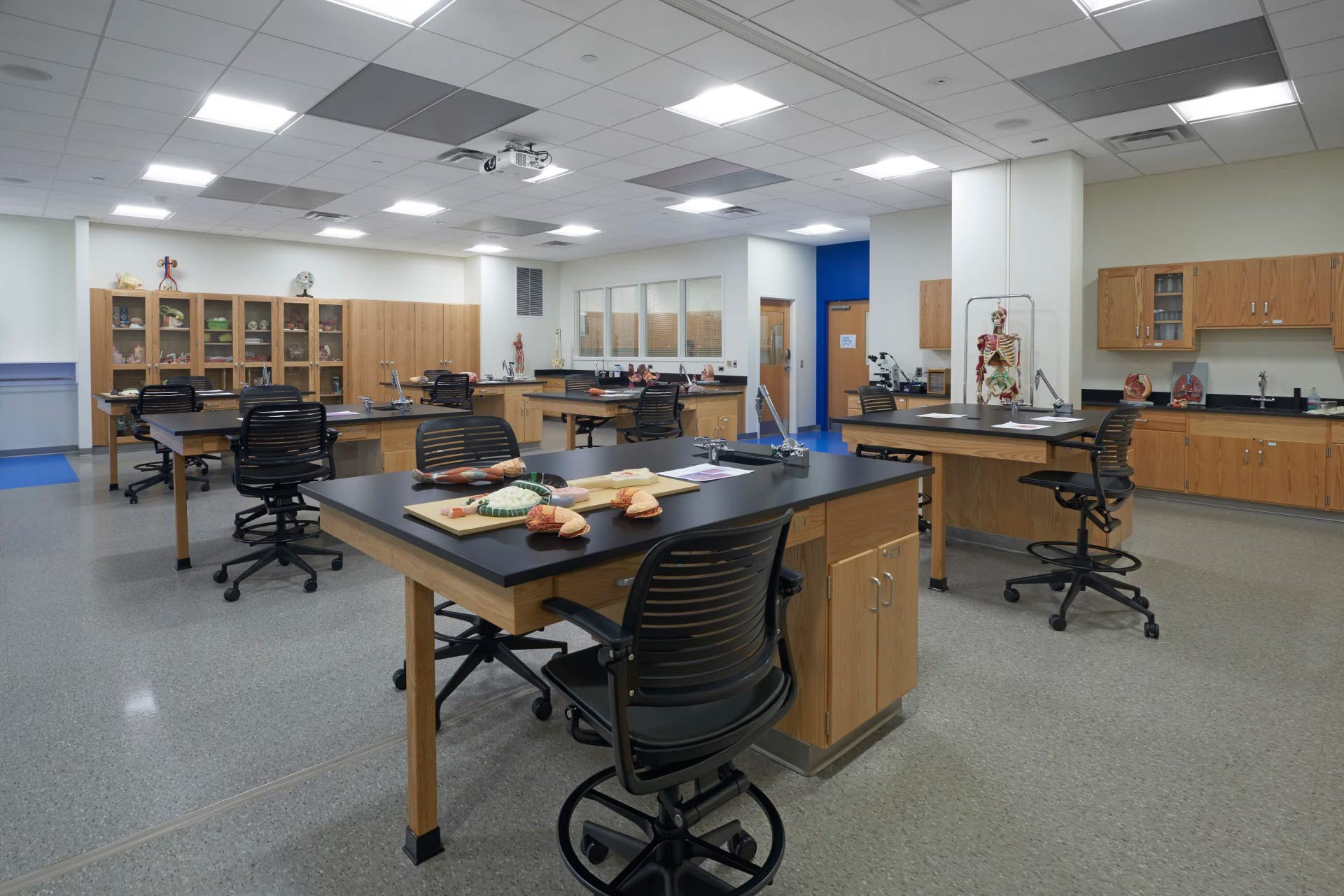 Anatomy Physiology Lab